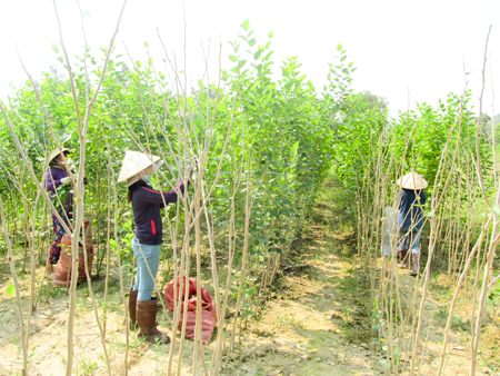 Thu hoạch lá dâu tại xã Diên Đồng