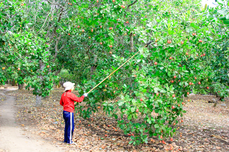 Vạn Ninh mất mùa điều