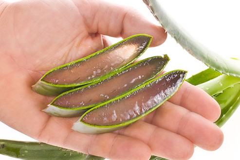 Sai lầm thường gặp khi sử dụng lô hội làm đẹp