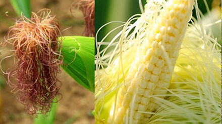 Thức uống giải nhiệt rẻ tiền giúp bạn hết ngứa ngáy trong ngày hè