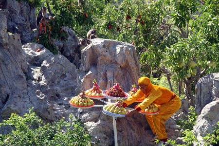 Preparing fruits for monkeys.