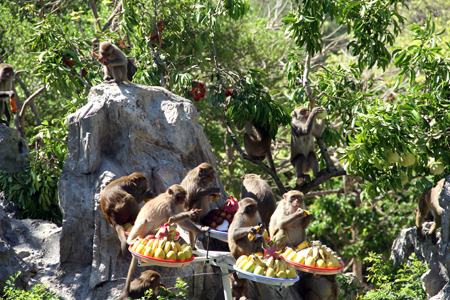 Monkeys enjoying fruits.
