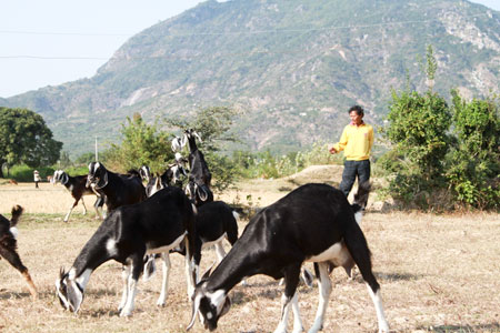 Phát triển chăn nuôi trong điều kiện hạn hán