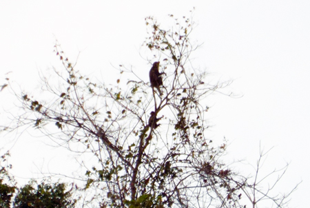 Bảo vệ đàn khỉ ở Ninh Tân