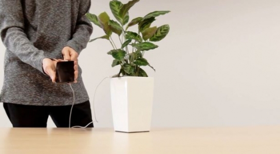 Phát minh mới giúp bạn sạc điện thoại bằng cây xanh