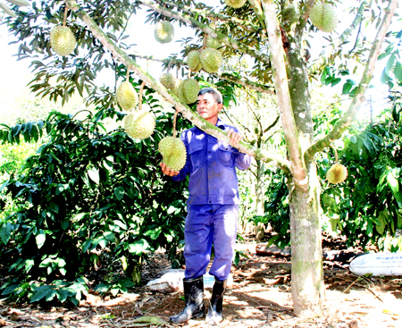 Cựu chiến binh Lê Đăng Thung chăm sóc cây sầu riêng