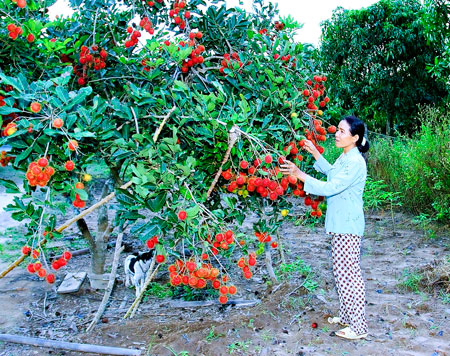 Tích cực thi đua xây dựng tổ chức hội