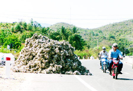 Quốc lộ thành nơi...chứa hàng