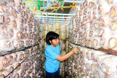 Khởi nghiệp từ đam mê