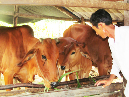 Ông Nguyễn Văn Thành phát huy hiệu quả nguồn vốn hỗ trợ  từ việc nuôi bò