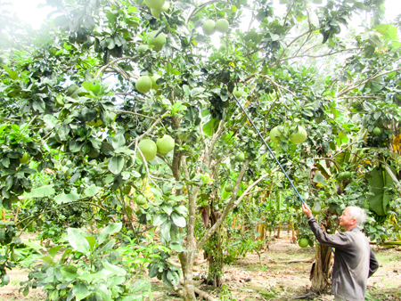 Thu hoạch bưởi da xanh ở Khánh Vĩnh