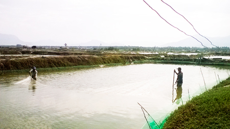 Nông dân Cam Đức thu tỉa tôm sú theo mô hình nuôi ghép sá sùng, cá dìa, tôm sú  của Trạm Khuyến nông - công - lâm - ngư huyện