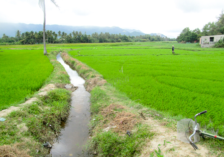 Chỉ một số diện tích tại cánh đồng Vông Trắc Tre sản xuất được