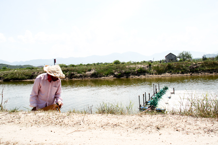 Thua lỗ vì tôm, nông dân thị xã Ninh Hòa đang phải ôm nợ