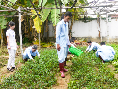 Nhân viên bệnh viện hướng dẫn bệnh nhân trồng rau