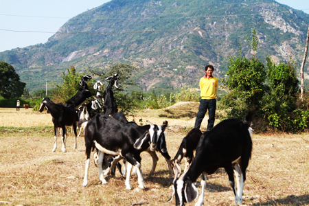 Huy động hơn 5 tỷ đồng vốn Quỹ Hỗ trợ nông dân