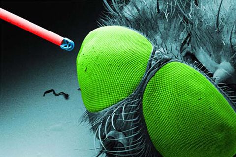 Phát triển camera có kích thước bé hơn hạt muối