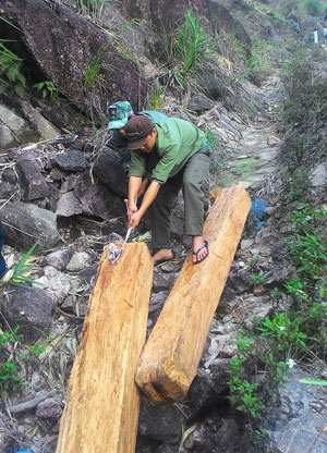 Một vụ vận chuyển lâm sản trái phép trên tuyến đường Khánh Lê - Lâm Đồng bị phát hiện.