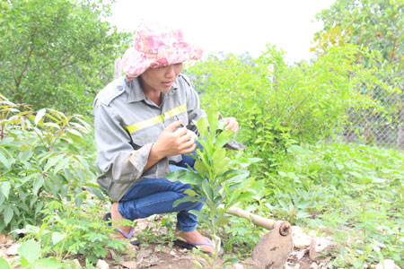 Bà Nông Thị Mai chăm sóc bưởi da xanh.