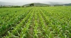 Thủ tục chuyển đổi cơ cấu cây trồng trên đất trồng lúa