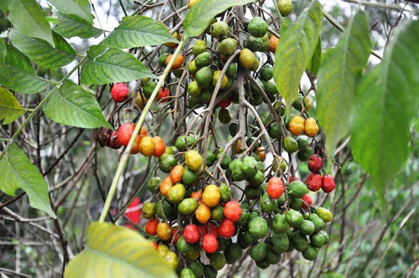 Lá và quả dâu da xoan