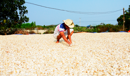 Tỏi Ninh Sơn năm nay được giá cao