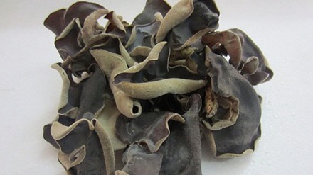 Lợi ích của nấm mèo với sức khỏe