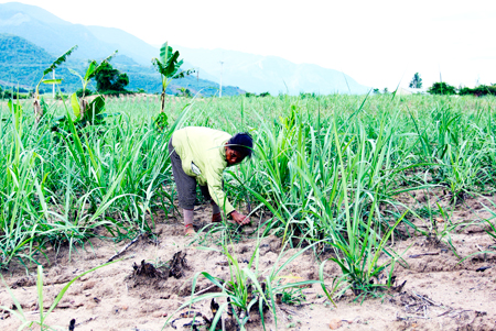 Nguồn nước tưới từ thủy điện Ea Krong Rou: Chưa phát huy hiệu quả
