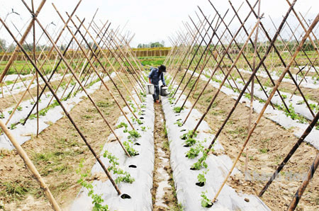 Nỗi khổ rau an toàn