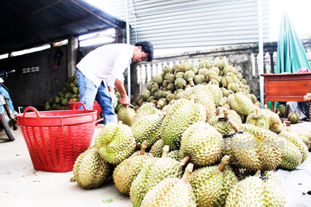 Sầu riêng bị ảnh hưởng do mưa nhiều