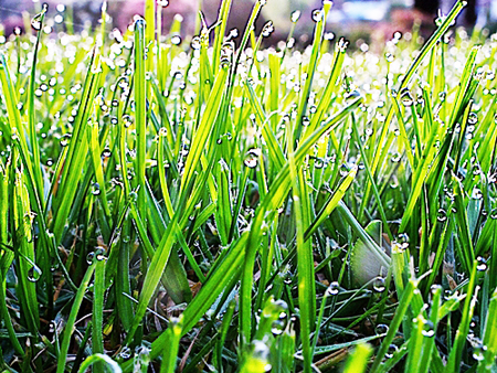 Cỏ đuôi trâu (fescue grass)
