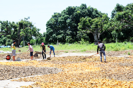 Drying mango seeds in Cam Hai Tay Commune, Cam Lam Ditrict