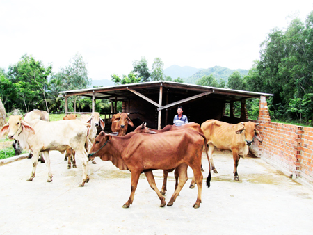 Good income by raising cows