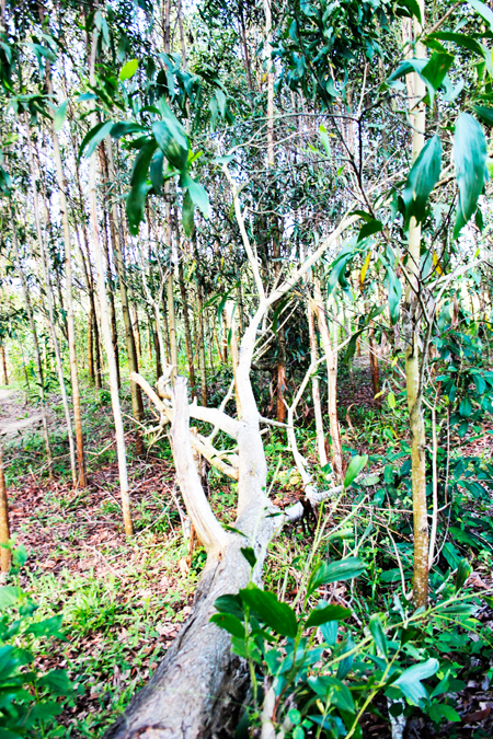 Vẫn chưa bắt được quả tang