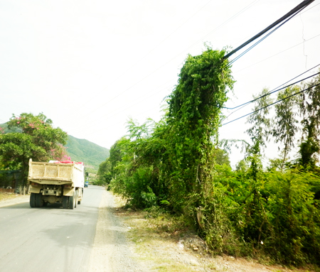 Dây leo bao phủ dây điện