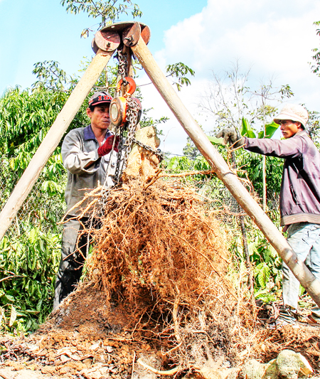 Chuyển từ cây cà phê sang trồng tiêu ở Khánh Sơn