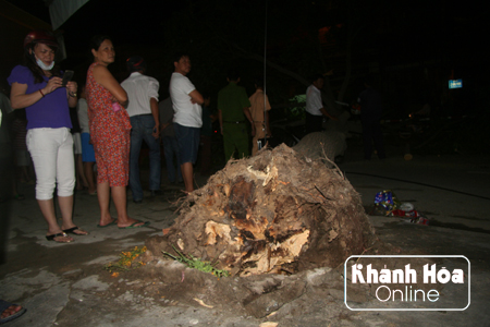 Người dân cho rằng, cây sao bất ngờ đổ vì bi cắt mất rễ.