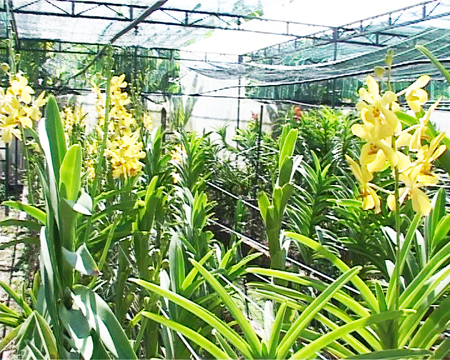 Lan Mokara được trồng tại Trung tâm Nông nghiệp Công nghệ cao