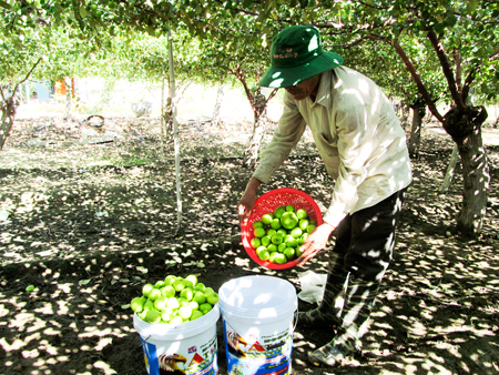 Xã Cam Thành Nam mất mùa táo