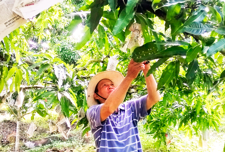 Xã Diên Điền: Hiệu quả từ chuyển đổi cơ cấu cây trồng