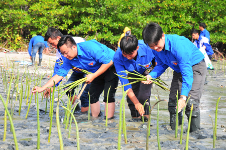 Các đoàn viên, thanh niên tham gia trồng cây tái tạo rừng ngập mặn