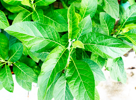 Cây mật gấu đang được nhiều người “săn lùng”