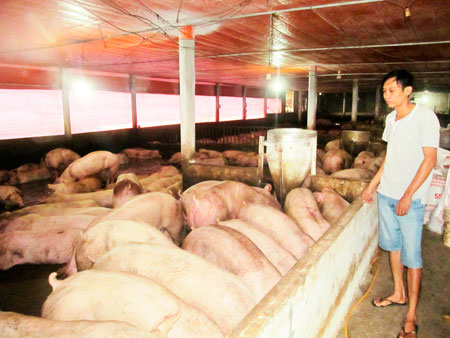 Chăn nuôi heo trang trại tại xã Cam Thành Bắc, huyện Cam Lâm