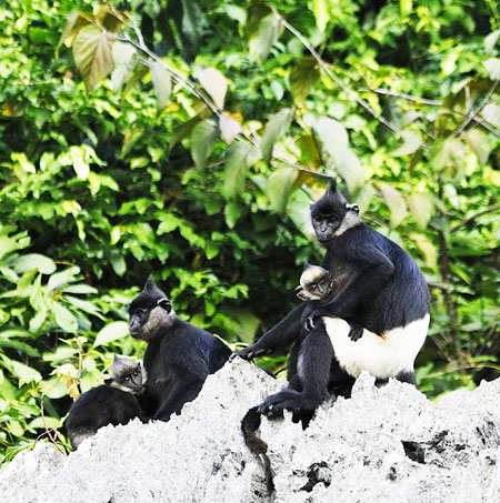 Phát hiện quần thể Voọc mông trắng lớn thứ hai trên thế giới