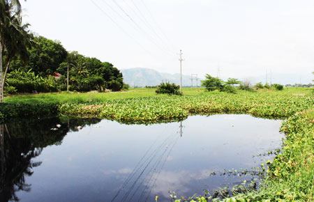 Bàu Dinh An, nơi tích tụ nhiều nguồn thải ô nhiễm