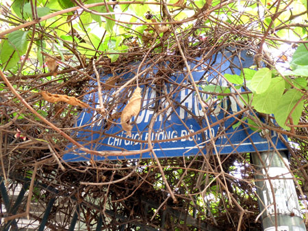 Biển báo bị che phủ