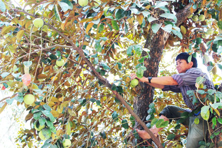 Xã Diên Bình: Cần thử nghiệm chuyển đổi cây trồng