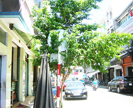 Cây che khuất biển báo giao thông