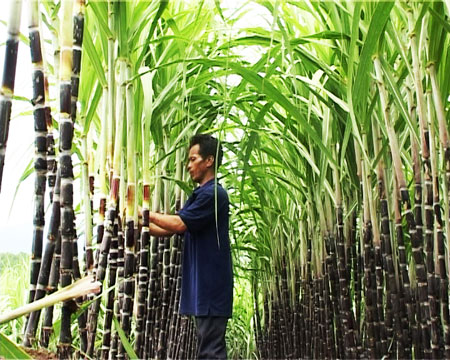 Khánh Sơn: Chuyển đổi cơ cấu cây trồng