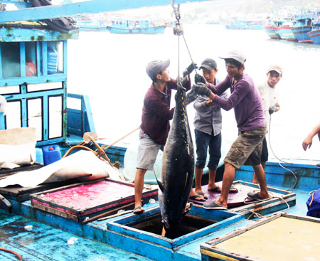 Khai thác xa bờ mất mùa